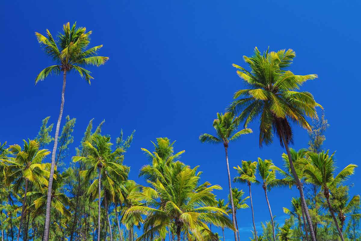 Pousada Xales Maracaípe - Porto de Galinhas