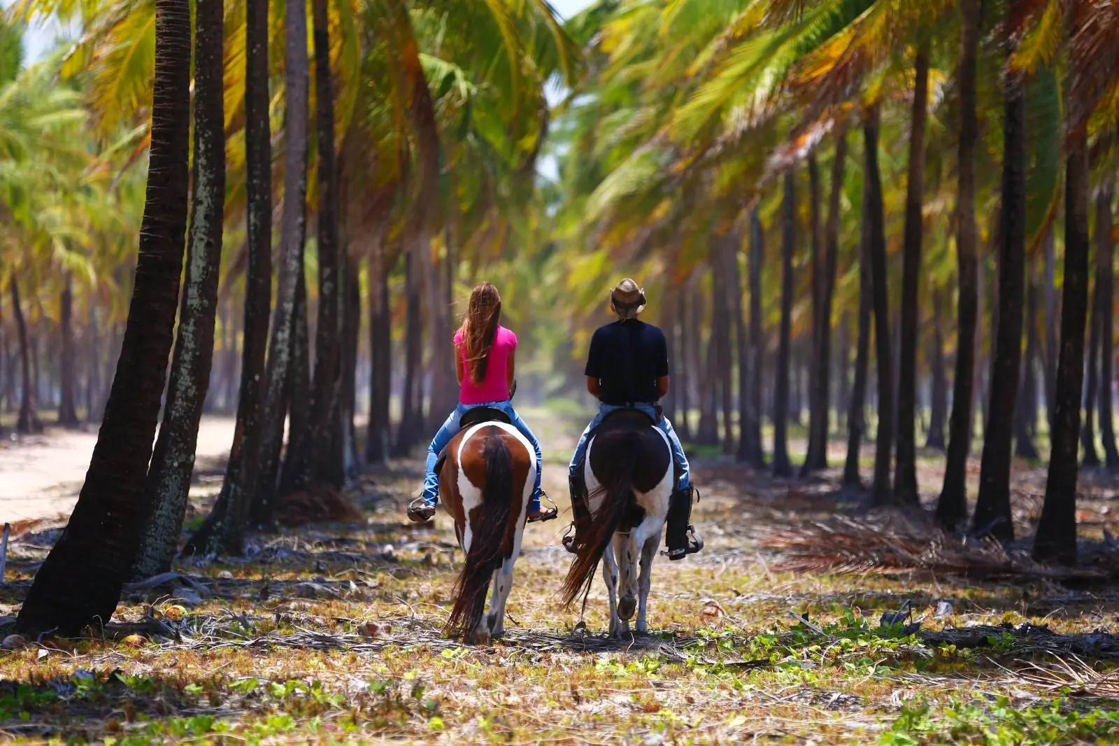 Passeio a cavalo no coqueiral