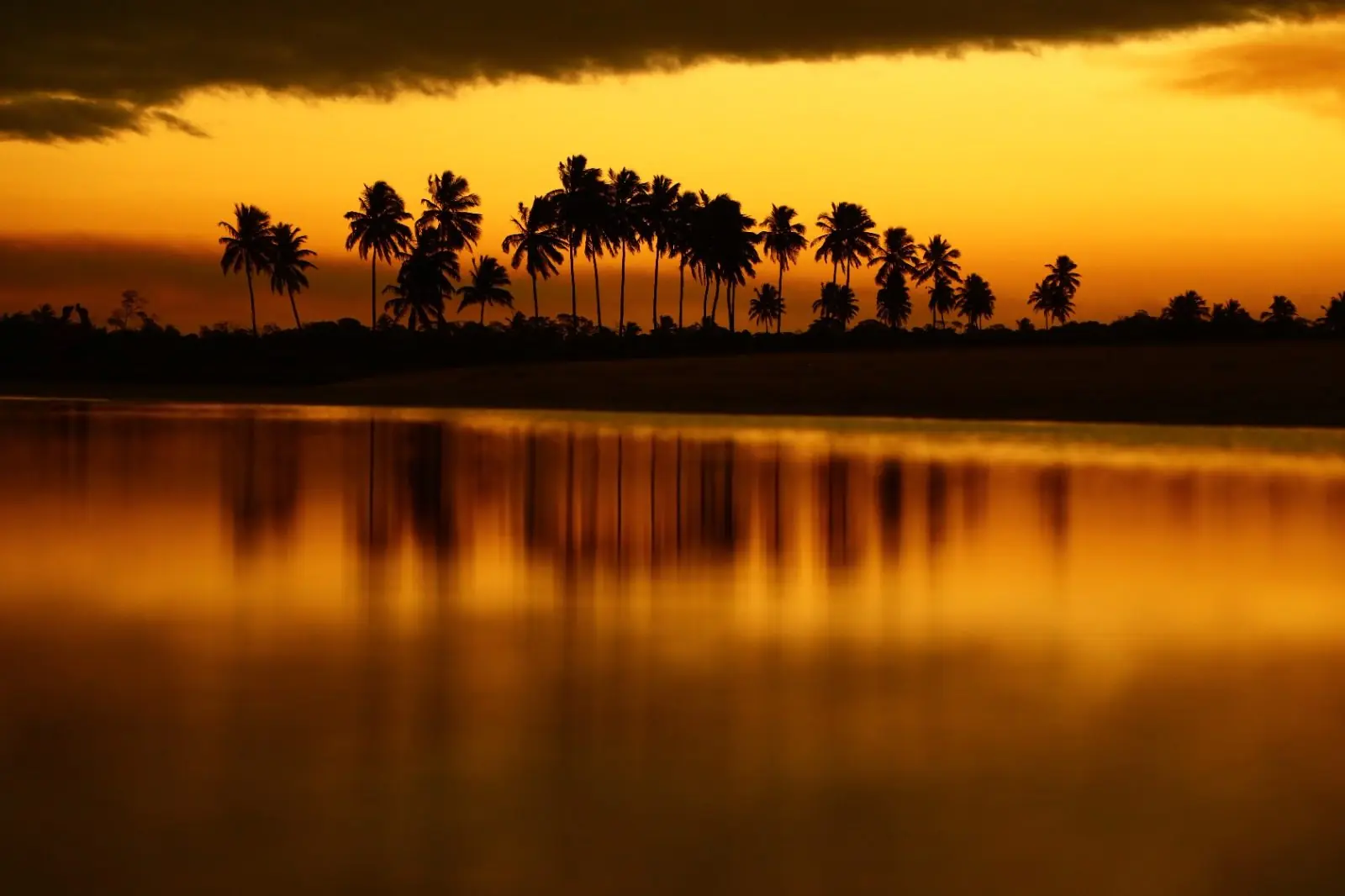 Coqueiros refletidos ao entardecer