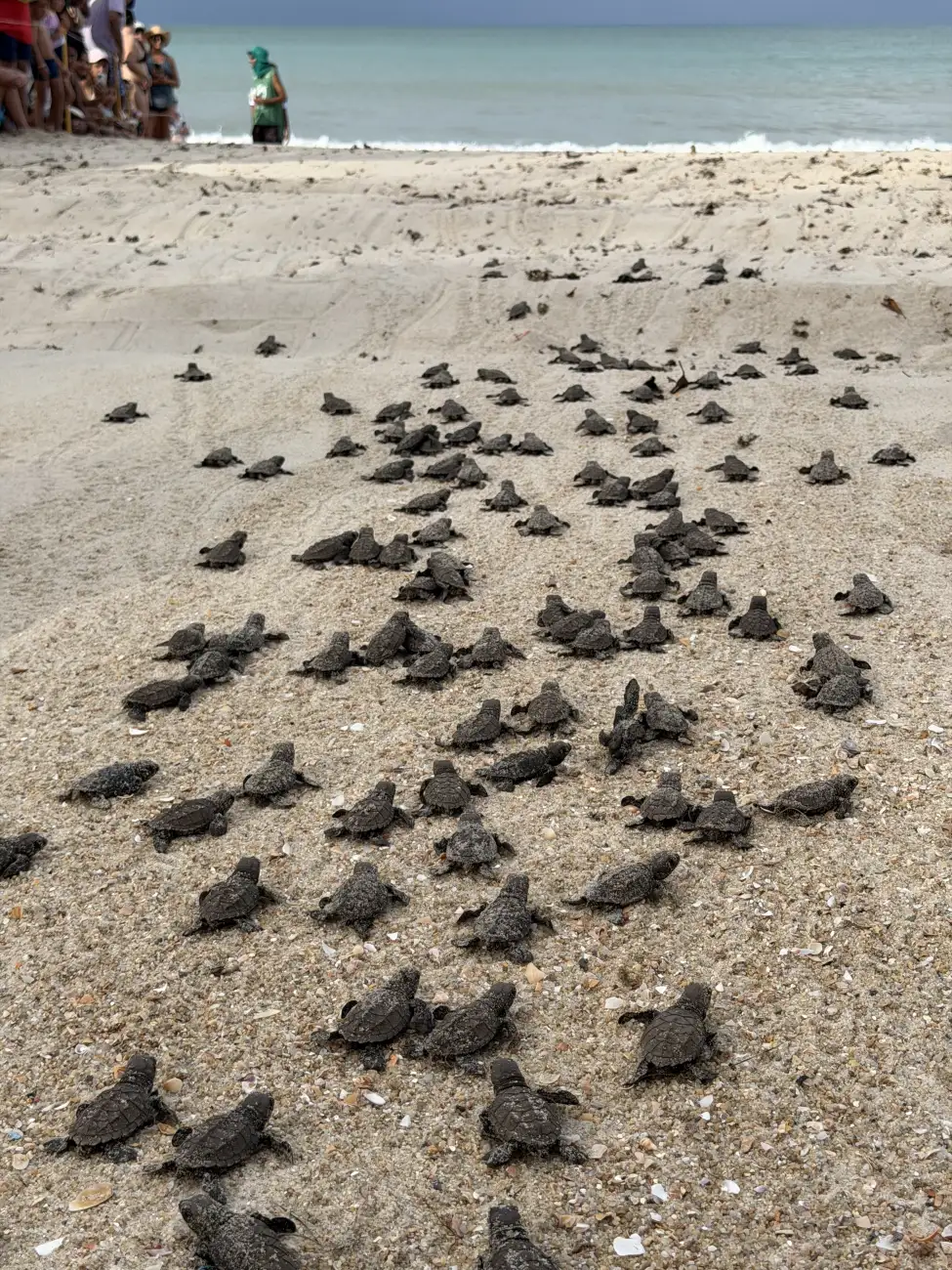 Soltura de filhotes de tartaruga marinha na areia de Maracaípe